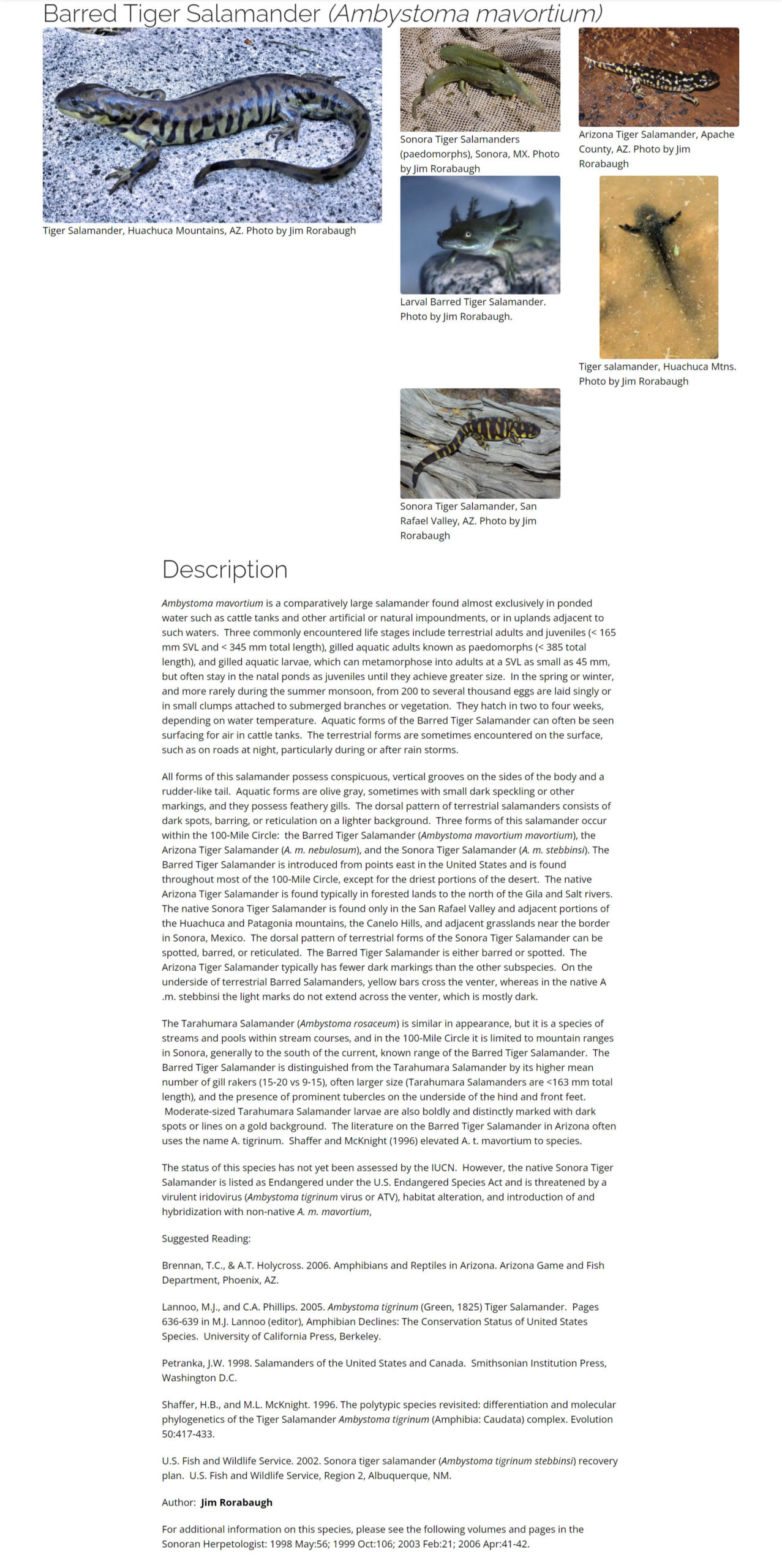 Barred Tiger Salamander – Tucson Herpetological Society