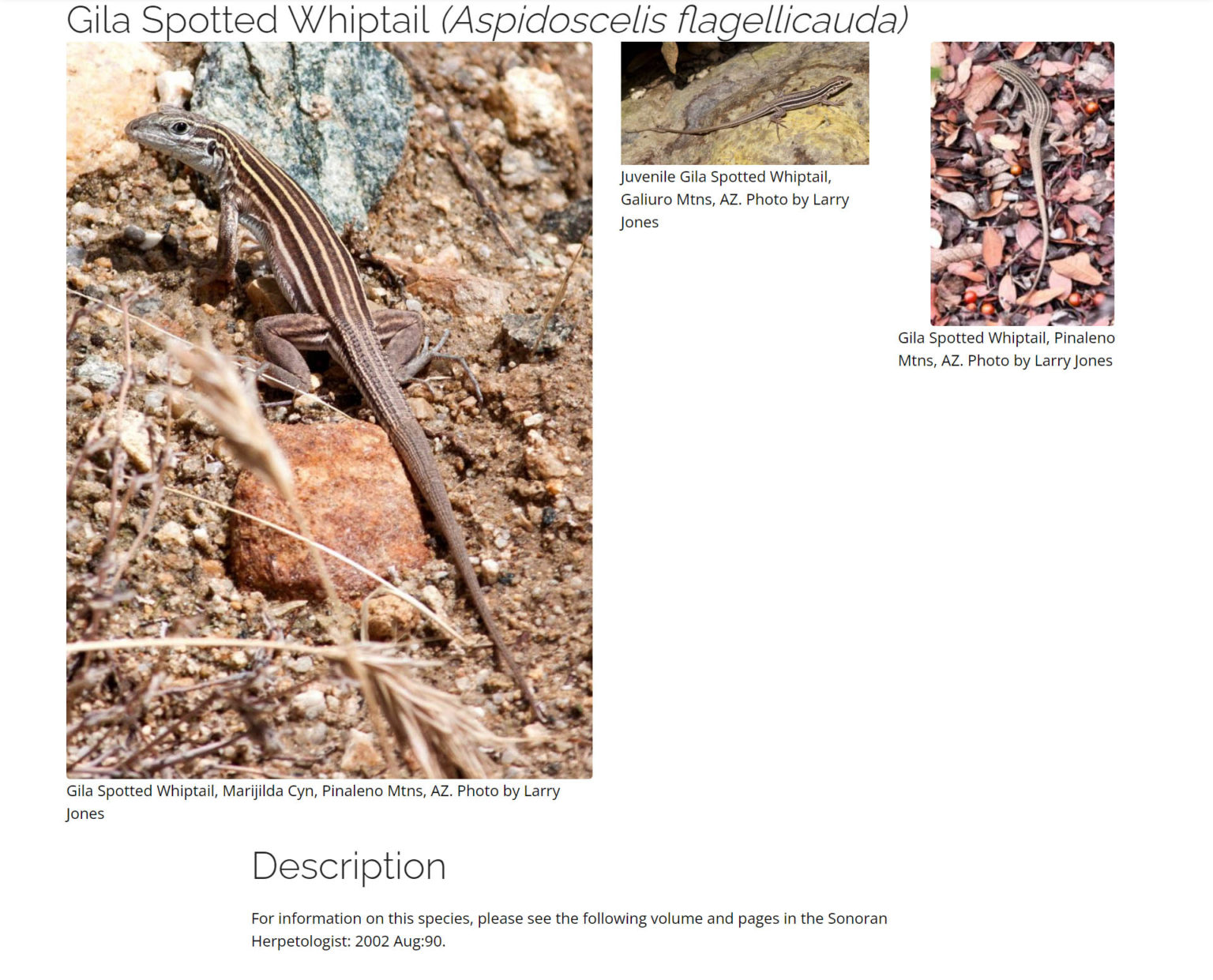 Gila Spotted Whiptail – Tucson Herpetological Society