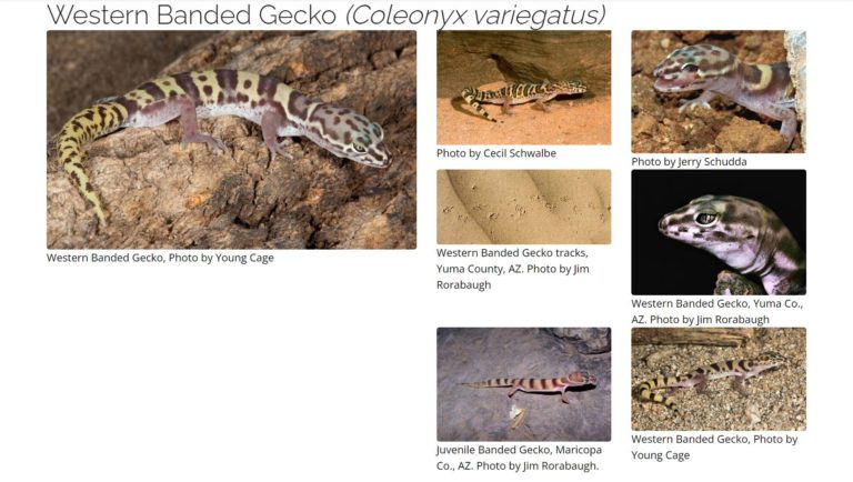 Western Banded Gecko – Tucson Herpetological Society