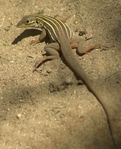 Aspidoscelis-burti-Rancho-Los-Alisos-S-Aconchi-B4-831x1024