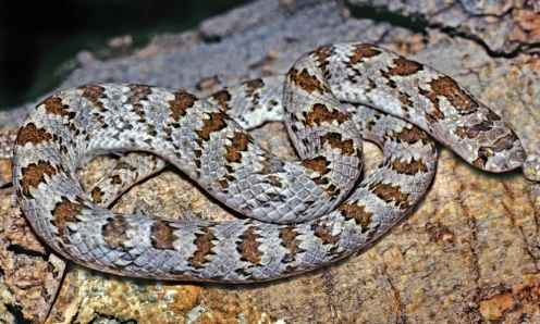 Chihuahuan-Hook-nosed-Snake-San-Pedro-River-Valley-AZ