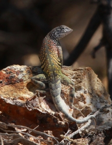 IMG_2859-Greater-Earless-Lizard-male-in-breeding-colors-THS-©2013-Dancing-Snake-Nature-Photography