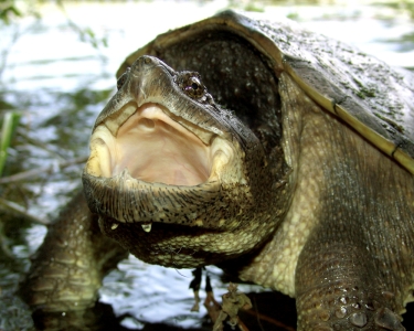 Snapping Turtle Photo-by-Paul-Condon