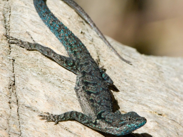 Tree-lizard-on-palm-trunk2-Arroyo-Babisal-A7-812x1024