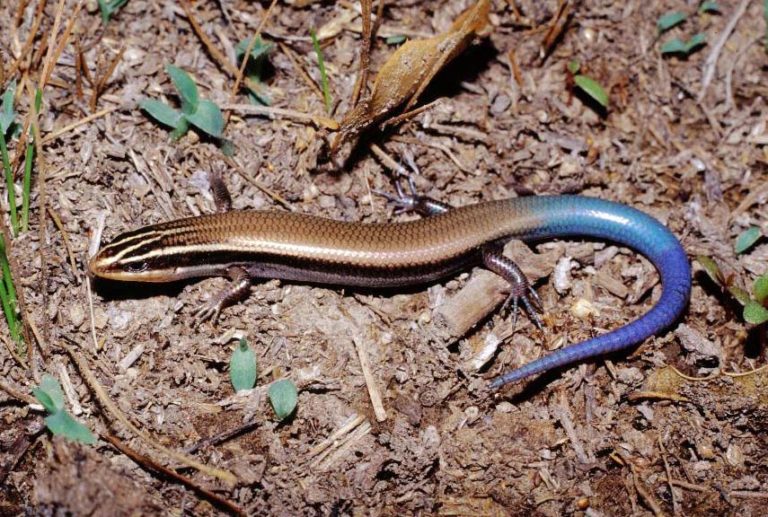 Lizards – Tucson Herpetological Society