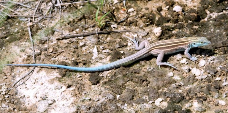 Lizards – Tucson Herpetological Society