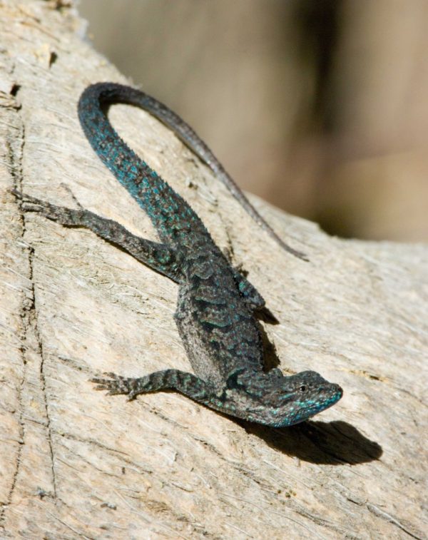 Lizards – Tucson Herpetological Society