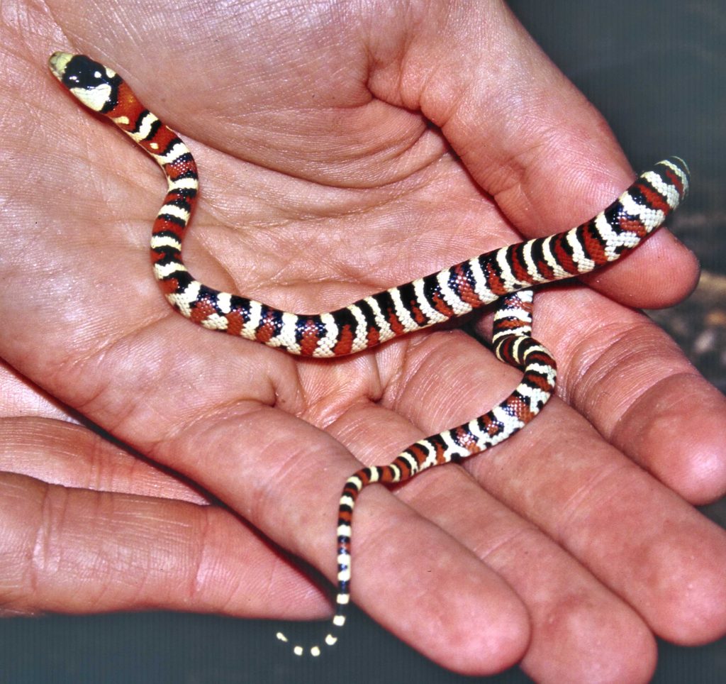 Picture Idea: Hatchling Sonoran Mountain Kingsnake