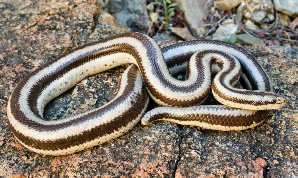 snakes-tucson-herpetological-society